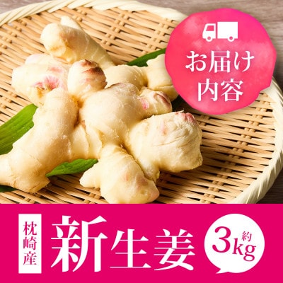 【先行受付】枕崎産 新生姜 約3kg(国産・農家直送)【2026年9月上旬より順次発送】 A3-38