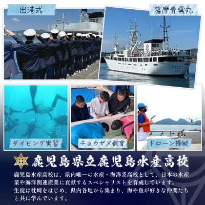 【毎月定期便】水産高校生考案 枕崎かつおラーメン 24袋×2人前 GG5-0017全3回