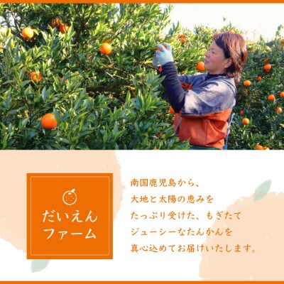 【Lサイズ】南国特産もぎたて たんかん 5kg【先行受付】2月下旬より順次発送 A6-11