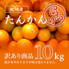 【訳あり】南国特産もぎたてフルーツ たんかん10kg【先行受付】2月下旬より順次発送 B2-14