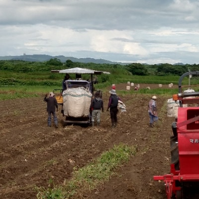 【のし付き・御歳暮】枕崎の定番焼酎【黒白波】900ml×3本セット A6-97S