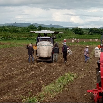 本格芋焼酎【明治の正中(しょうちゅう)】復刻版 どんぶり仕込み 720ml×1本 A2-28