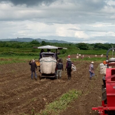 【本格焼酎】南之方　1800mlパック×1パック A0-80