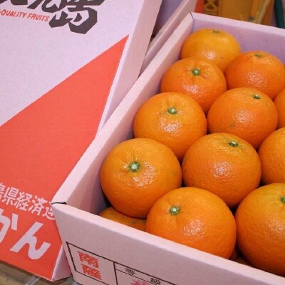 【事前受付】【かごしまブランド認定】たんかん 5kg箱入り【3月より順次配送】 A3-267