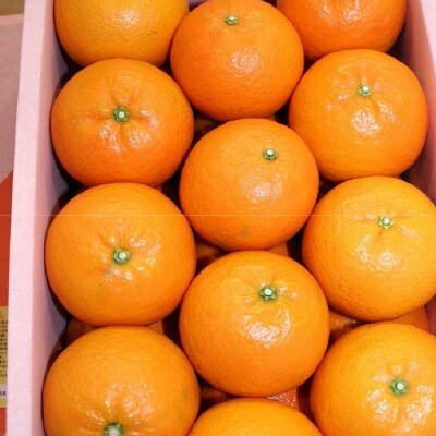 【事前受付】【かごしまブランド認定】たんかん 5kg箱入り【3月より順次配送】 A3-267