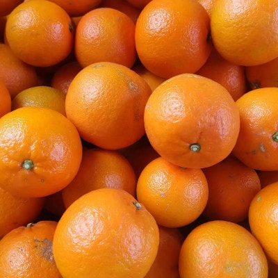 南国の太陽をギュッと閉じ込めた濃厚カクテルシロップ 柑橘香る【たんかんシロップ】 A3-386