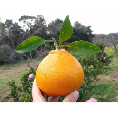 不知火 計5kg 鹿児島県枕崎市産　ご家庭用 A6-175