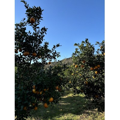 不知火 計5kg 鹿児島県枕崎市産　ご家庭用 A6-175