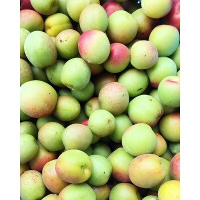 まるで果実!!南薩摩の果汁たっぷりゼリー6個箱入り Z0-59