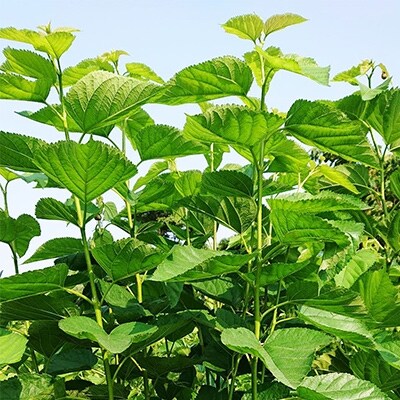 鹿児島県産桑100%桑の葉茶 桑茶 A3-255
