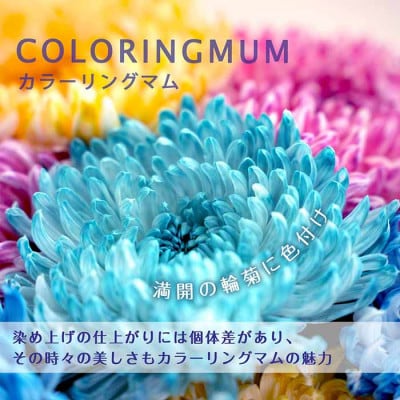 かごしMUM カラーリングマム お茶 枕崎産 染め菊 ギフト　B8-5