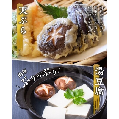 (D)大分産乾しいたけと豊後きのこカレーと豊後きのこめし_F07027