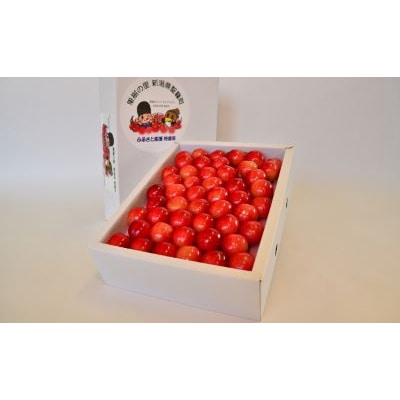 聖籠産さくらんぼ(紅秀峰)500g