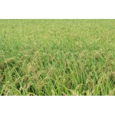 【令和5年産】新潟県聖籠産米コシヒカリ 10kg
