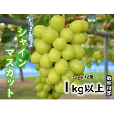 【数量限定】 聖籠産シャインマスカット2房(1kg以上) 産地直送