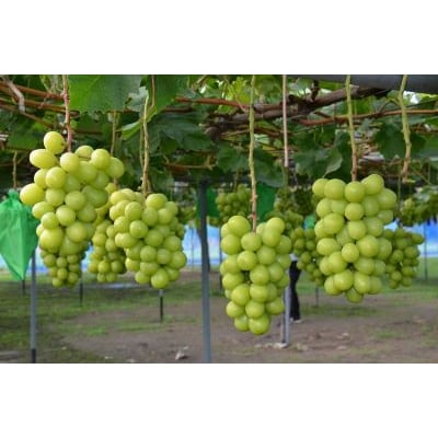 【数量限定】 聖籠産シャインマスカット2房(1kg以上) 産地直送