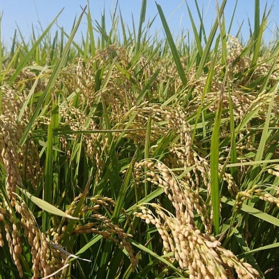 《令和8年産》金助農業のコシヒカリ精米10kg