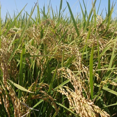 金助農業のコシヒカリ精米5kg