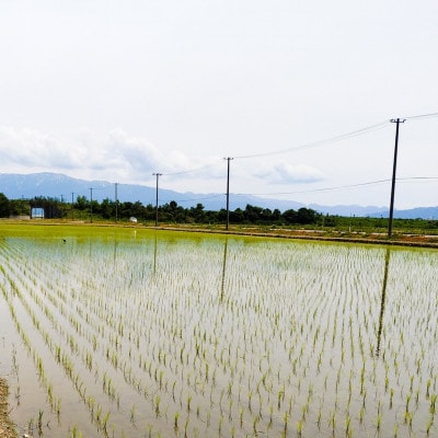 【精米10kg】新潟県産コシヒカリ(特別栽培米)近藤農園