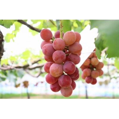 聖籠町産　こもれ陽お任せセット　食べ比べ2号(シャインマスカット1房入り)計4～6房