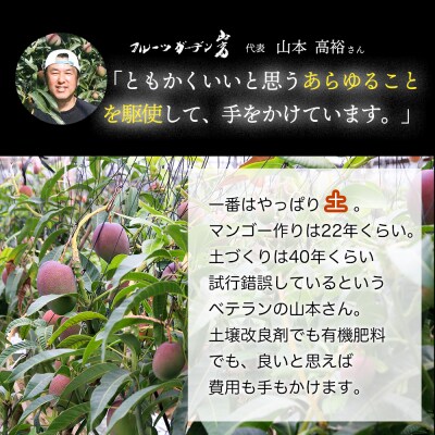かおる・とろける!土佐マンゴー(2～5個)×4箱