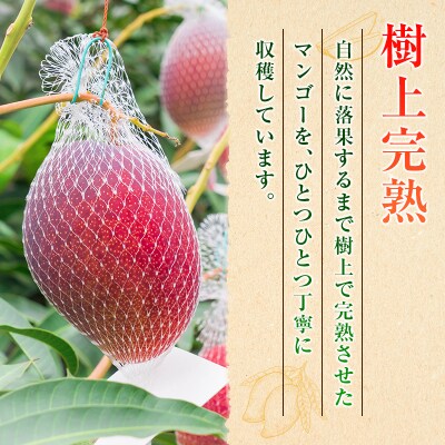 □糖度15度以上!宮崎県産 「太陽のタマゴ」(合計約2kg)