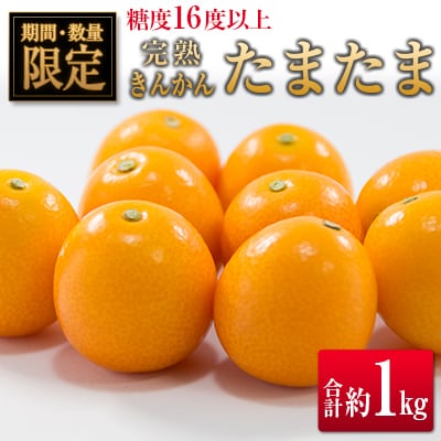 ◆宮崎県産 完熟きんかん「たまたま」 糖度16度以上 約1kg
