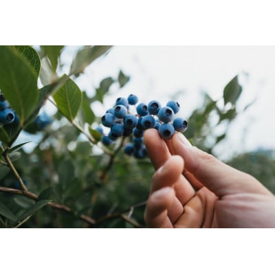 【多摩クラフトビール】多摩市産ブルーベリーを使用した地ビール　330ml×3本