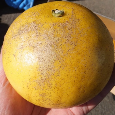【令和8年発送　訳あり】オレンジ園の土佐文旦5kg 柑橘 フルーツ みかん ザボン【R01085】