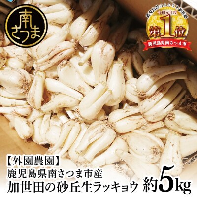 ◆5月上旬頃出荷開始◆【鹿児島県南さつま市産】加世田の砂丘生ラッキョウ 約5kg
