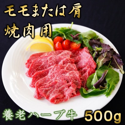 養老ハーブ牛　モモまたは肩　焼肉用　500g