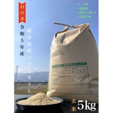 令和5年産岐阜ハツシモ　5kg　玄米