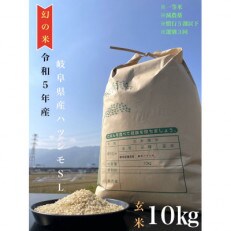 令和5年産 岐阜ハツシモ 10kg 玄米