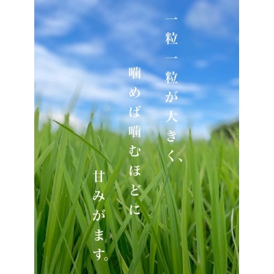 岐阜県養老町産　ハツシモSL　3kg　玄米