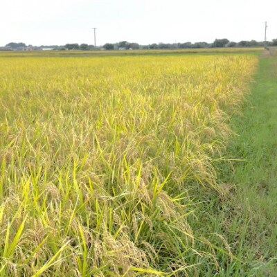 【令和7年産】初霜(源種)　白米5kg　(栽培期間中農薬・化学肥料不使用)