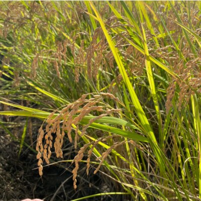 【令和7年産】初霜(源種)　玄米5kg　(栽培期間中農薬・化学肥料不使用)