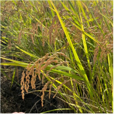 【令和7年産】初霜(源種)　玄米30kg　(栽培期間中農薬・化学肥料不使用)