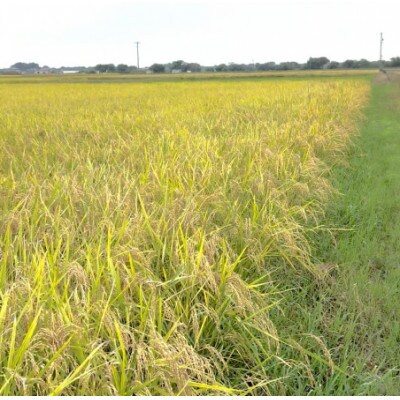 【令和7年産】初霜(源種)5分づき5kg　(栽培期間中農薬・化学肥料不使用)