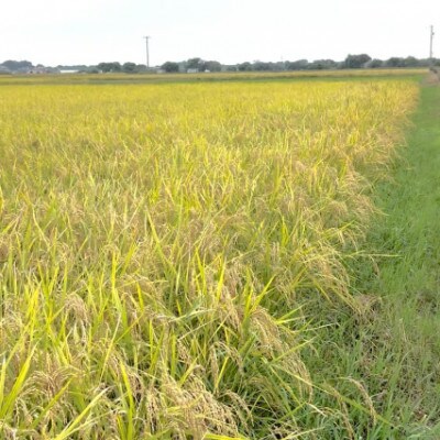 【令和7年産】初霜(源種)5分づき10kg　(栽培期間中農薬・化学肥料不使用)