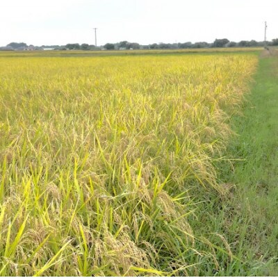 【令和7年産】初霜(源種)5分づき15kg　(栽培期間中農薬・化学肥料不使用)