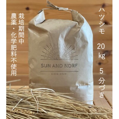 【令和7年産】初霜(源種)5分づき20kg　(栽培期間中農薬・化学肥料不使用)