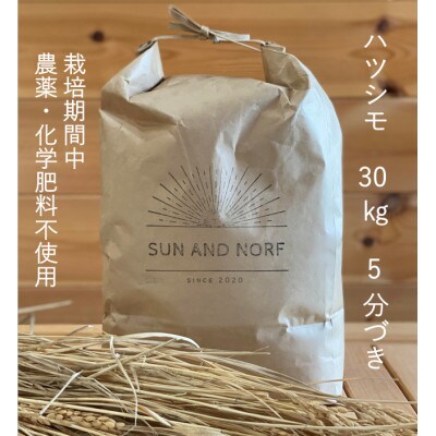 【令和7年産】初霜(源種)5分づき30kg　(栽培期間中農薬・化学肥料不使用)