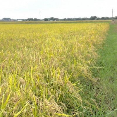 【令和7年産】初霜(源種)　7分づき5kg　(栽培期間中農薬・化学肥料不使用)