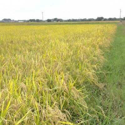 【令和7年産】初霜(源種)7分づき10kg　(栽培期間中農薬・化学肥料不使用)