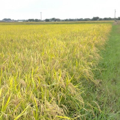 【令和7年産】初霜(源種)　7分づき30kg　(栽培期間中農薬・化学肥料不使用)