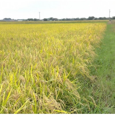 【令和7年産】初霜(源種)胚芽米5kg　(栽培期間中農薬・化学肥料不使用)