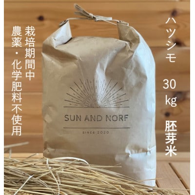 【令和7年産】初霜(源種)胚芽米30kg　(栽培期間中農薬・化学肥料不使用)