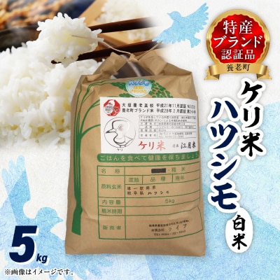 令和7年岐阜県養老産ケリ米ハツシモ　白米5kg