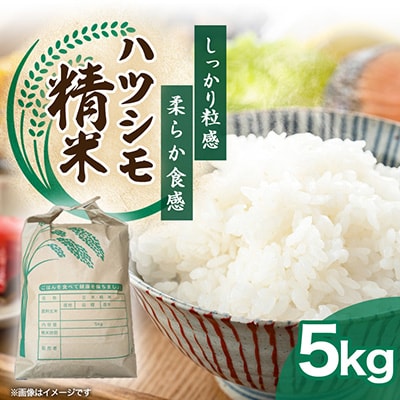 岐阜県産ハツシモ精米計5kg