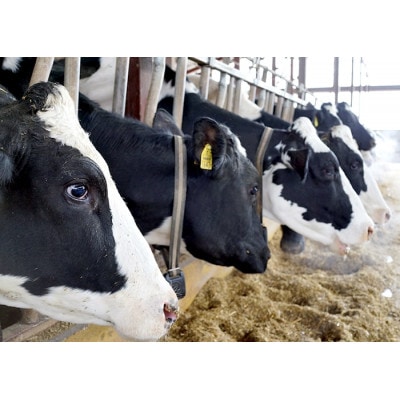 草原のヨーグルト でーでーぽっぽ セミスイート 300g×6個